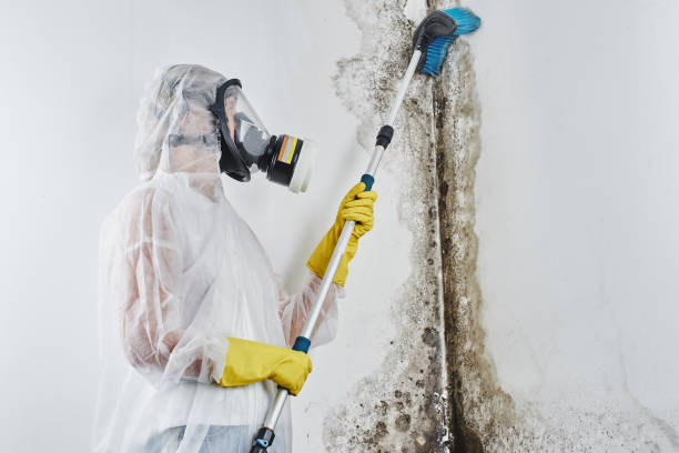 Office Mold Removal Services in Simsbury Center, CT