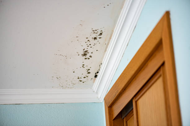 Best Local Mold Removal Service  in Simsbury Center, CT