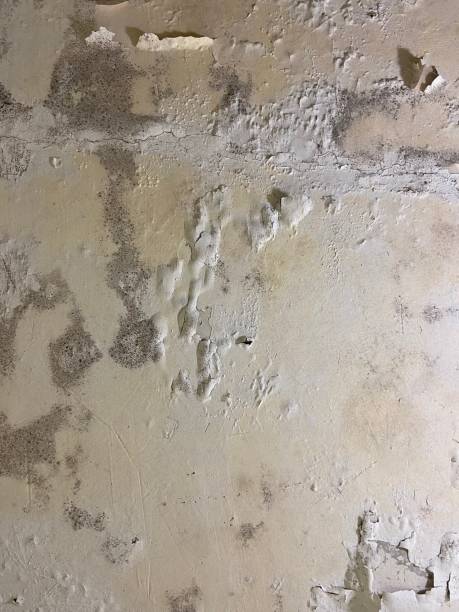 Professional Mold Removal in Simsbury Center, CT