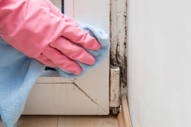 Best Toxic Mold Removal  in Simsbury Center, CT