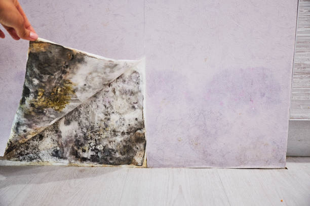 Home Mold Removal in Simsbury Center, CT